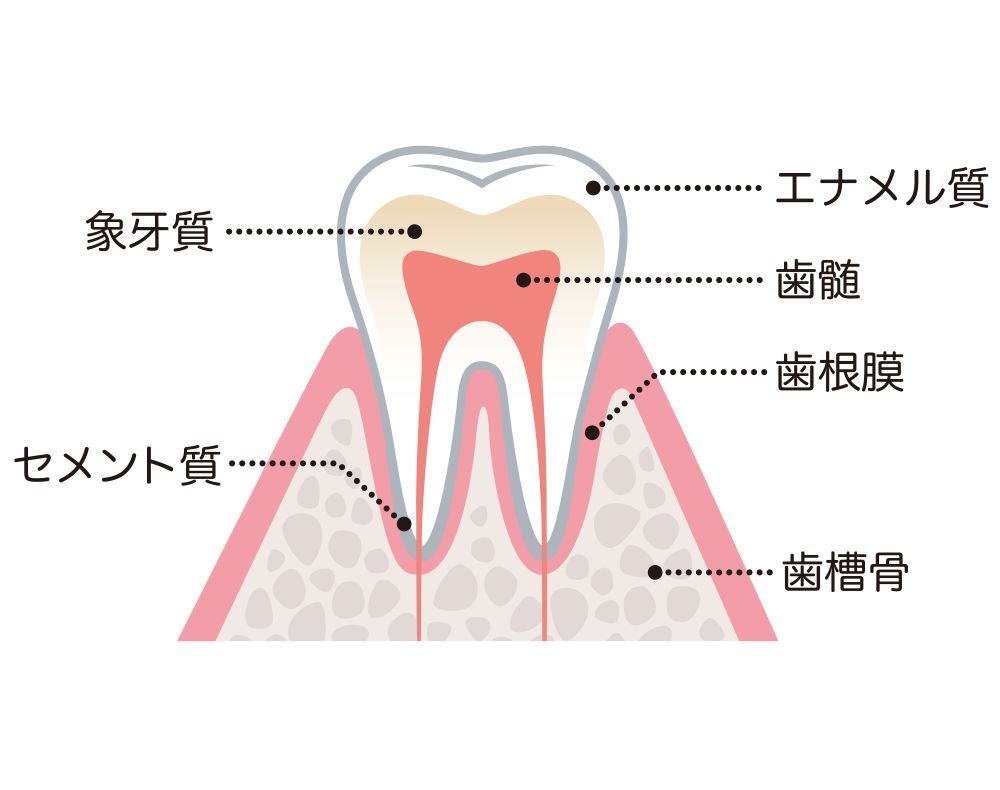 仙台市青葉区一番町にある歯科医院、仙台一番町やながわ歯科医院ではお子様のお口に最適な予防処置でむし歯のない健やかなお口を目指します。